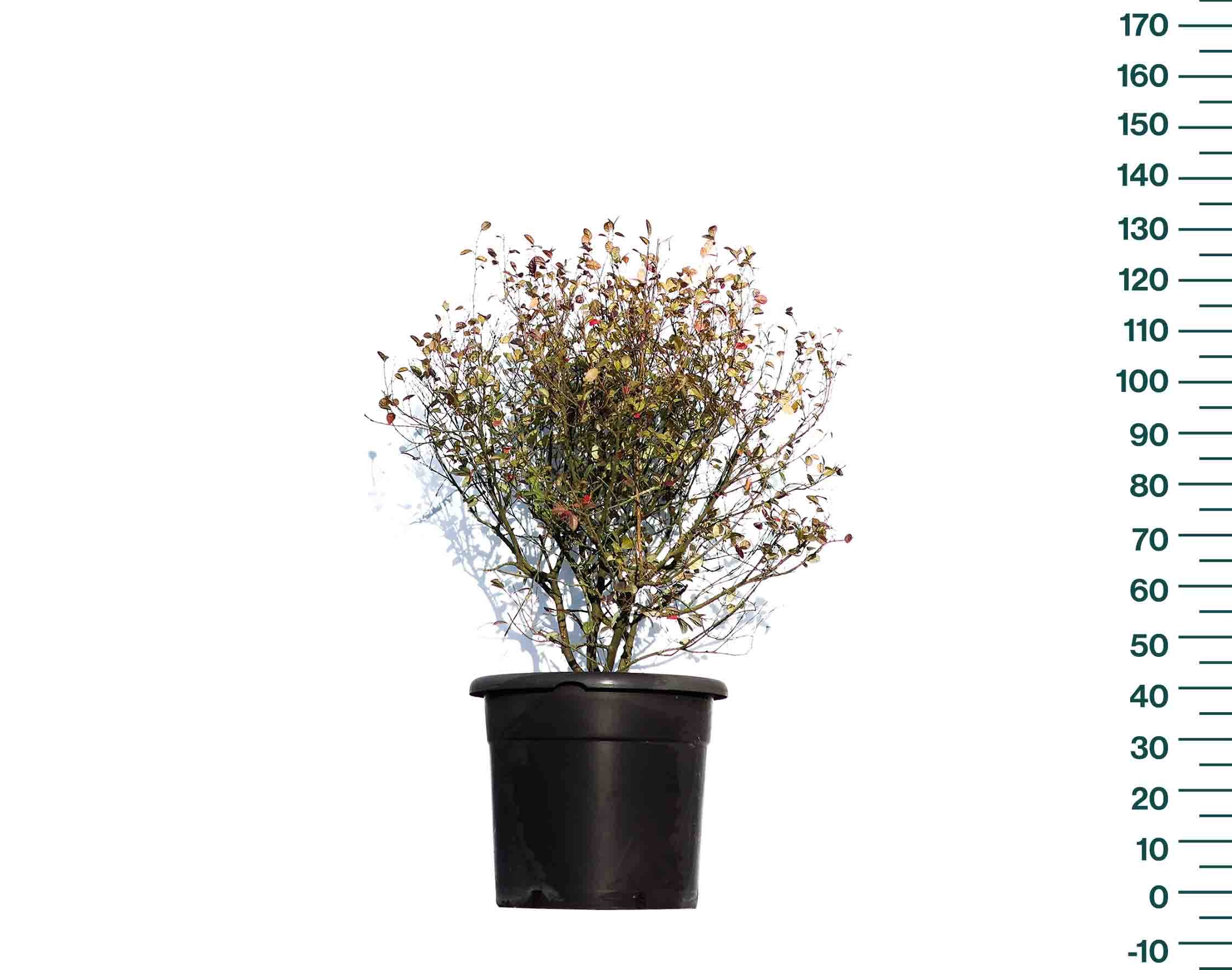 isik-bitki-uretim-loropetalum-chinensis-red-star-50-lt