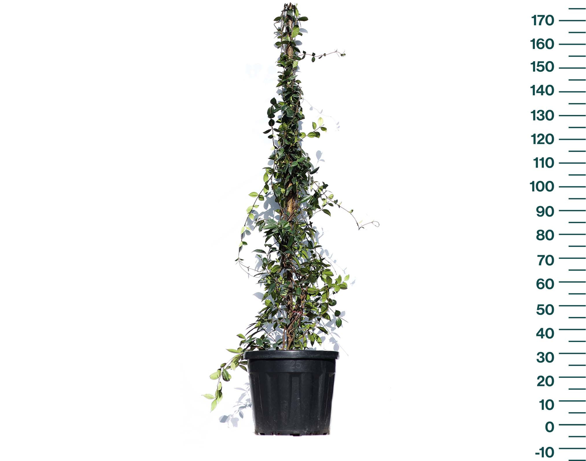 isik-bitki-uretim-rhyncospermum-jasminoides-25-lt