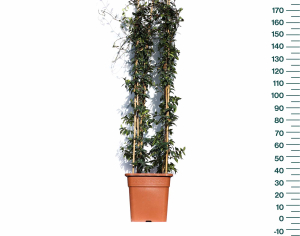 isik-bitki-uretim-rhyncospermum-jasminoides-30-lt
